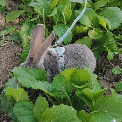 "Does your rabbit also jump in every direction you try to walk? This harness will solve that and make your time together safe and fun."    Safe, comfy and escape-resistant harness set for stress-free outdoor adventures.
